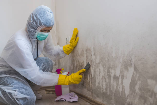 Best Mold Inspection  in Avoca, PA
