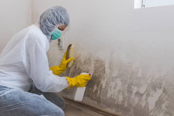Mold Removal Process in Avoca, PA