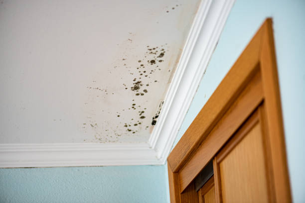 Best Commercial Mold Removal  in Avoca, PA
