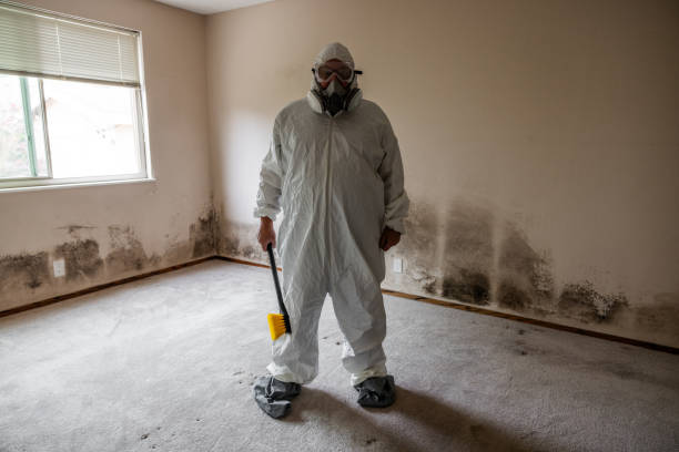Best Fast Mold Removal  in Avoca, PA
