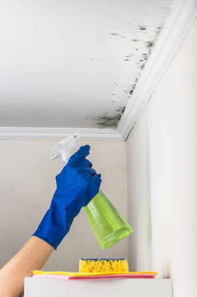 Best Residential Mold Removal  in Avoca, PA