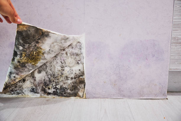 Best Mold Damage Repair  in Avoca, PA